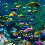 جاهای تفریحی کیش