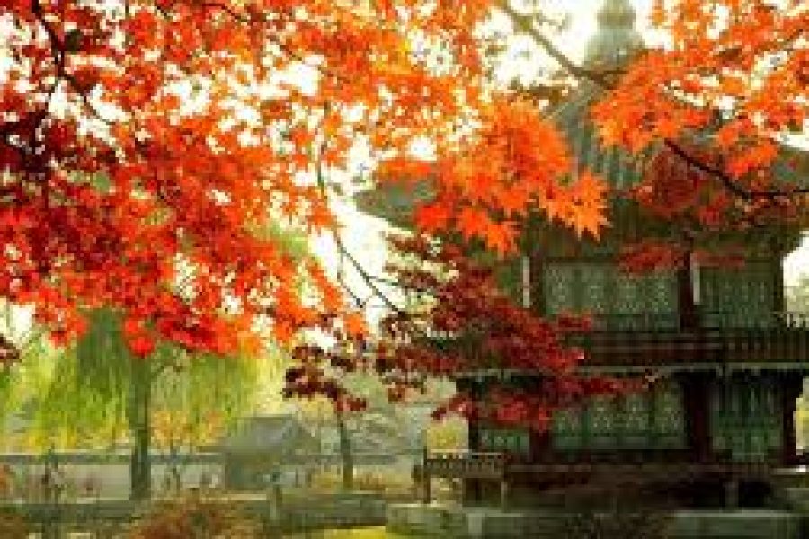 کره جنوبی و ژاپن | 15 روزه سال 1405